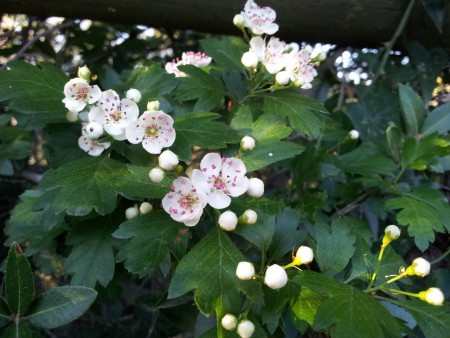 Biancospino (Crataegus monogyna Jacq., 1775)